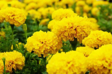 Güzel kadife çiçeği çiçek alan arka plan büyük herhangi bir kullanım için üzerinde.