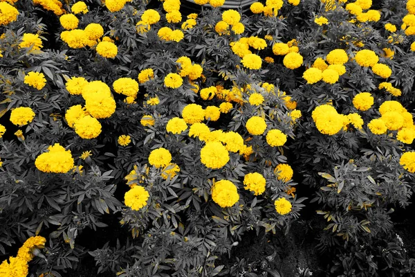 Yellow Marigold Flower Black Green Field Background Great Any Use — Stock Photo, Image