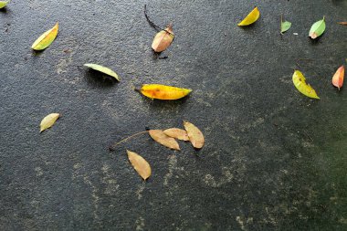 Sonbahar yaprakları düşer. Sonbahar doğal açık eski beton zemin üzerine