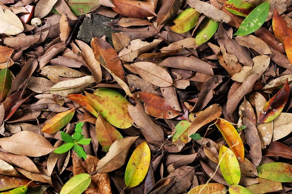 Yaprakları sonbaharda parkta düşmek. Sonbahar doğal açık arka plan