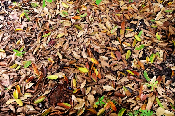 秋の公園には木の葉が落ちる 秋の自然な屋外の背景 — ストック写真