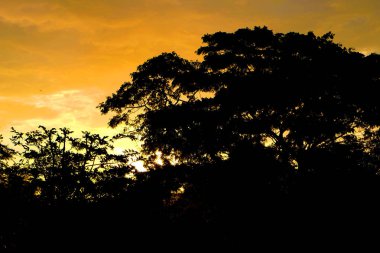 Karanlık Orman arka plan silüeti. Sunset Park manzara arka plan büyük herhangi bir kullanım için.