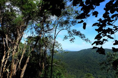 Yeşil orman. Güzel dağ manzara mavi gökyüzü ile herhangi bir kullanım için arka plan büyük bulutlar.
