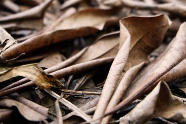 Kahverengi kuru yaprak. Sonbahar orman arka plan büyük kahverengi toprak yapraklarda herhangi bir kullanım için Kuru.