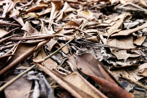 Bruine Droog Blad Bladeren Bruin Bodem Herfst Bos Achtergrond Billijk — Stockfoto