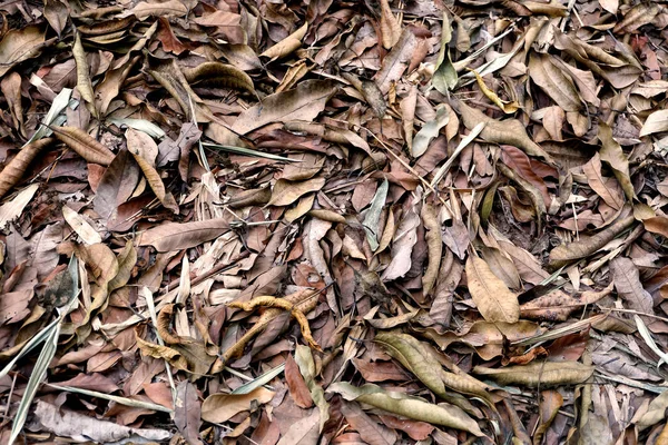 茶色の乾燥葉 任意の使用のため秋の森の背景の偉大な茶色の土の葉を乾燥します — ストック写真