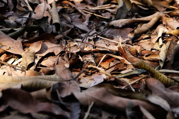 Bruine Droog Blad Bladeren Bruin Bodem Herfst Bos Achtergrond Billijk — Stockfoto