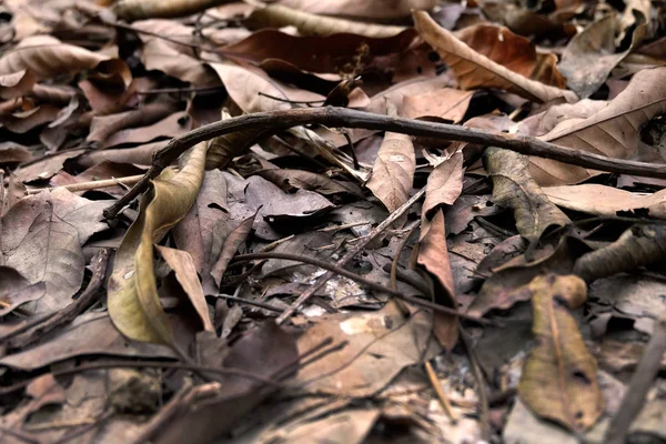 Bruine Droog Blad Bladeren Bruin Bodem Herfst Bos Achtergrond Billijk — Stockfoto