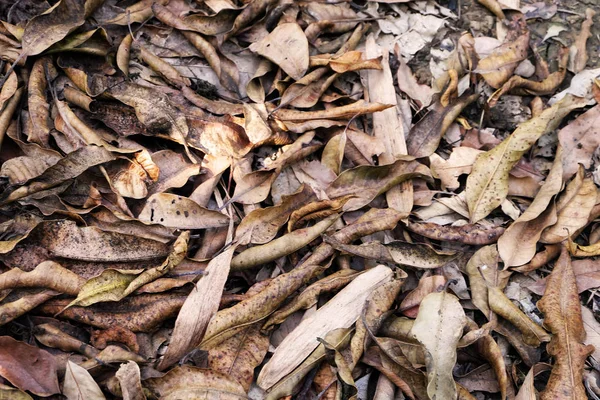 茶色の乾燥葉 任意の使用のため秋の森の背景の偉大な茶色の土の葉を乾燥します — ストック写真