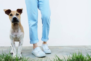 Beyaz ayakkabı. Kadın herhangi bir kullanım için beton yol arka plan harika köpek dış ile beyaz spor ayakkabı giymek.