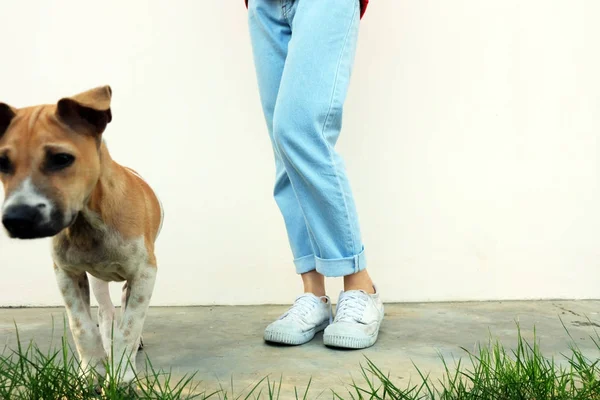 Beyaz ayakkabı. Kadın herhangi bir kullanım için beton yol arka plan harika köpek dış ile beyaz spor ayakkabı giymek.