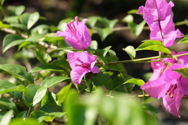 Розовая Бугаинвиллеа Цветочная Цветущие Цветы Bougainvillea Фон Отлично Подходит Любого — стоковое фото