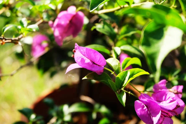 Розовая Бугаинвиллеа Цветочная Цветущие Цветы Bougainvillea Фон Отлично Подходит Любого — стоковое фото