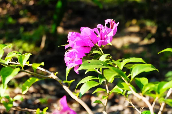 Розовая Бугаинвиллеа Цветочная Цветущие Цветы Bougainvillea Фон Отлично Подходит Любого — стоковое фото