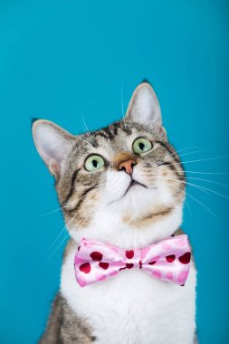 Kedi oturma ve bir şerit üzerinde mavi arka plan izole yay ile seyir.