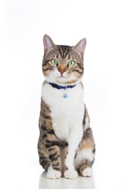 Kedi oturuyor ve beyaz arka planda izole edilmiş kameraya bakıyor.