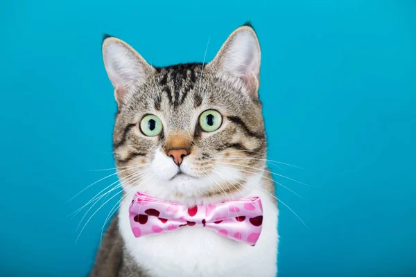 Kedi bir şerit, oturma ve kameraya bakarak yay ile mavi arka plan üzerinde izole.