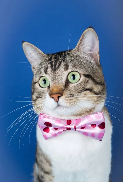 Katt med en menyfliksområdet bow sitter och tittar till kamera isolerad på blå bakgrund. — Stockfoto