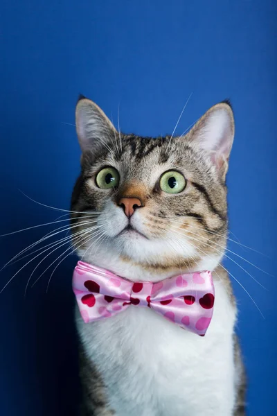 Kedi bir şerit, oturma ve kameraya bakarak yay ile mavi arka plan üzerinde izole. — Stok fotoğraf
