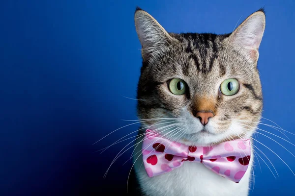 Kedi bir şerit, oturma ve kameraya bakarak yay ile mavi arka plan üzerinde izole.
