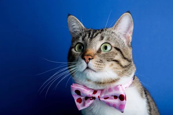 Katt med en menyfliksområdet bow sitter och tittar till kamera isolerad på blå bakgrund. — Stockfoto