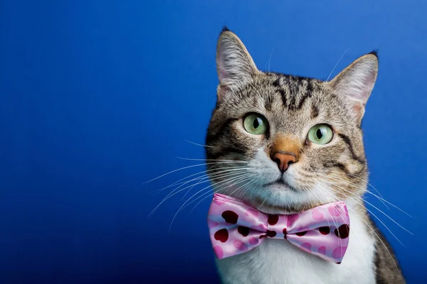 Kedi bir şerit, oturma ve kameraya bakarak yay ile mavi arka plan üzerinde izole.