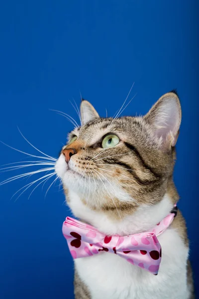 Katt som tittar upp med en menyfliksområdet bow isolerad på blå bakgrund. — Stockfoto