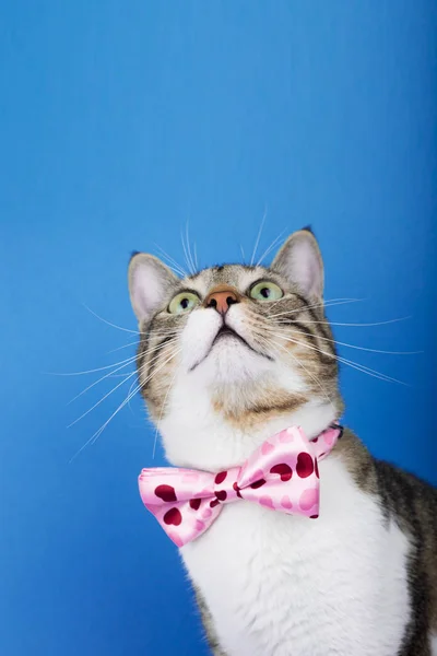 Gatto guardando in alto con un nastro, arco isolato su sfondo blu . — Foto Stock