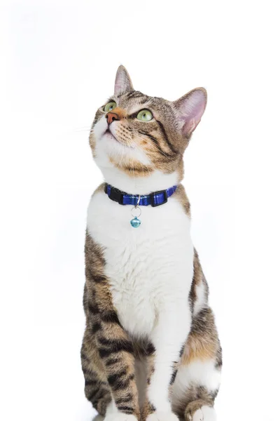 kedi kadar izole üzerinde beyaz arka plan seyir.