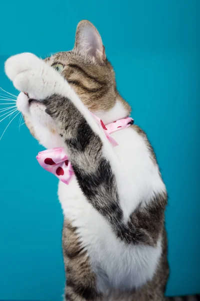 Gato divertido juguetón con una cinta aislada sobre fondo azul Fotos De Stock