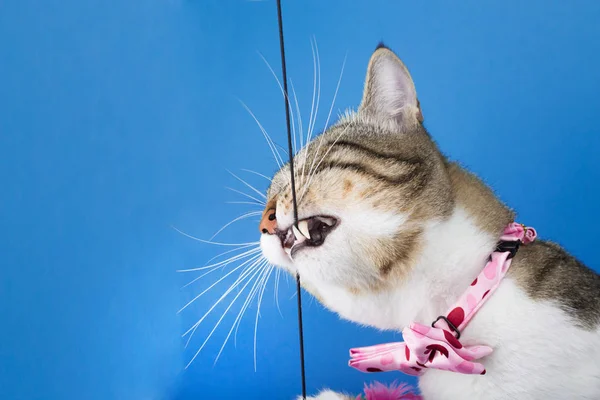 Gato juguetón con un juguete mordedor de arco aislado sobre fondo azul Imagen De Stock