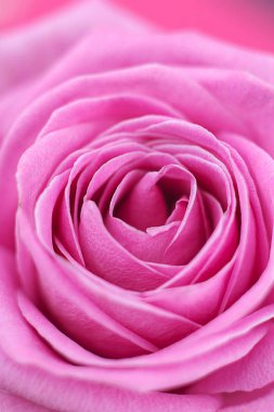 arka plan olarak gül yakın çekim.