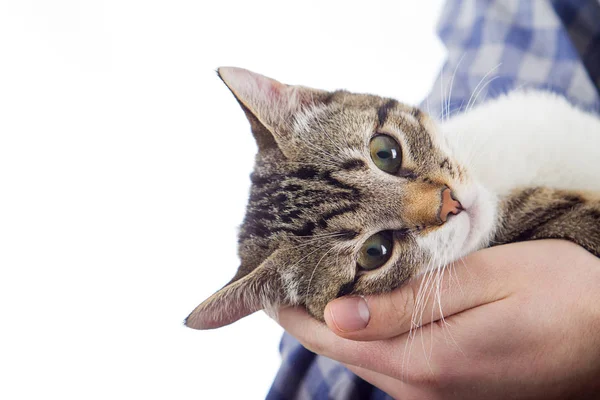 Owner hands holding a cat