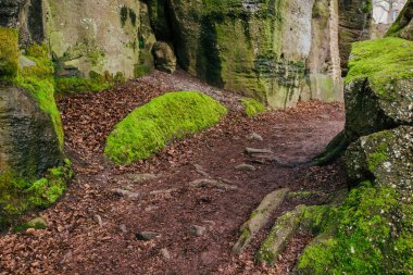 Hickers için Orman yolundaki