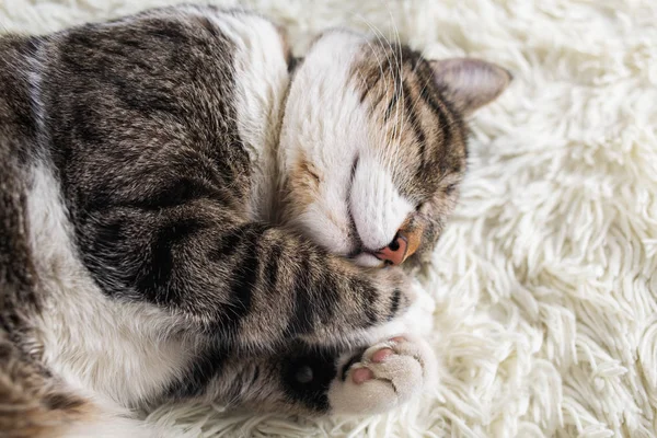 Kedi uyku kavramı
