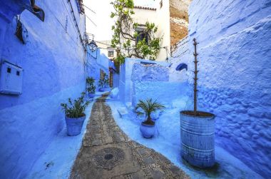 Mavi duvar ve merdiven ile renkli Çiçeklik dekore edilmiş.