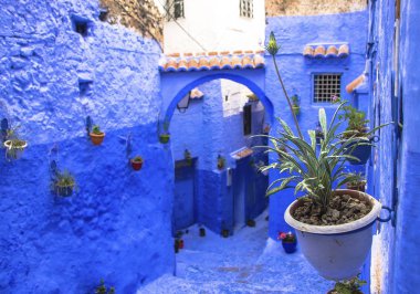 Mavi duvar ve merdiven ile renkli Çiçeklik dekore edilmiş.