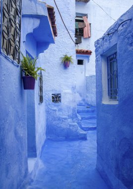 Mavi duvar ve merdiven ile renkli Çiçeklik dekore edilmiş.