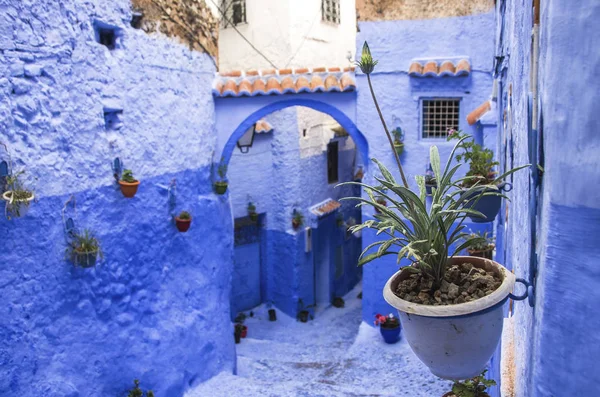 Pared azul y escalera decoradas con macetas de colores . — Foto de Stock