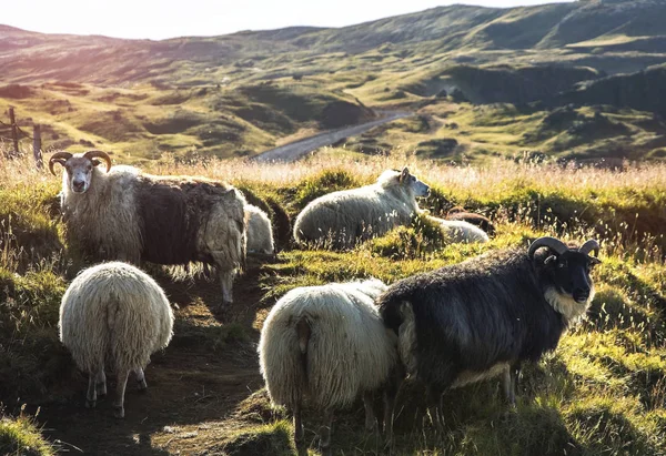 Isländska fåren — Stockfoto