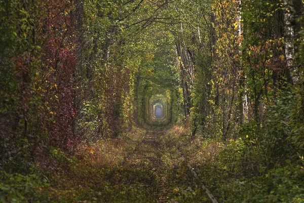 The real natural wonder - love tunnel created from trees along the railway in Ukraine, Klevan. Autumn in Ukraine — Stock Photo, Image