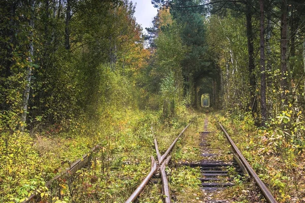 The real natural wonder - love tunnel created from trees along the railway in Ukraine, Klevan. Autumn in Ukraine — Stock Photo, Image