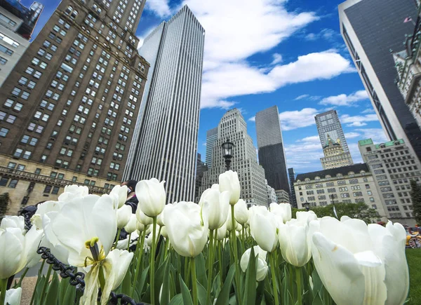 Paisaje de primavera de la ciudad de Nueva York con tulipanes blancos fruncidos — Foto de Stock