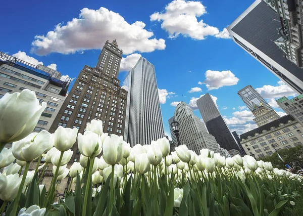 白い花はわれらのチューリップとニューヨーク市の春風景 — ストック写真