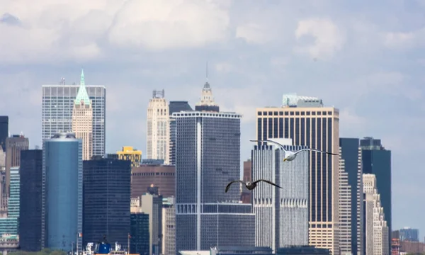 Pájaro volando pasar la estatua de la libertad — Foto de Stock