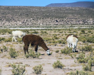 Şirin llamas Altiplano, Bolivya, Güney Amerika