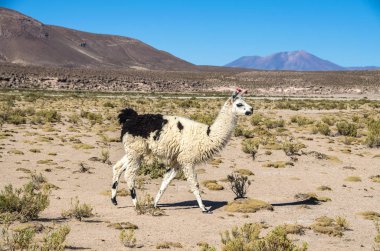 Şirin llamas Altiplano, Bolivya, Güney Amerika