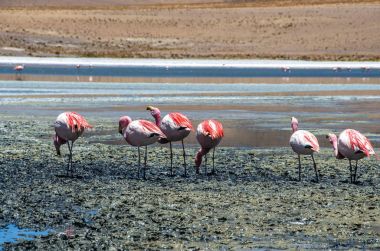 Bolivya altiplano Uyuni tuz düz yakınındaki James ve Şili flamingos Laguna Hedionda içinde bulunan