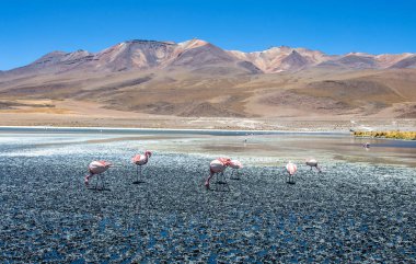 Bolivya altiplano Uyuni tuz düz yakınındaki James ve Şili flamingos Laguna Hedionda içinde bulunan