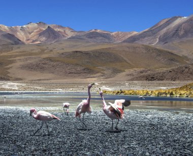 Vahşi laguna adlı dans flamingoları Uyuni güneş yakın: